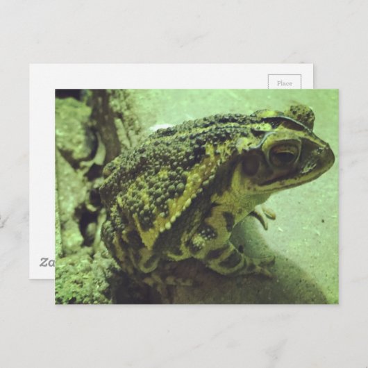 Toad Postkarte (Vorne/Hinten)