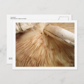 Toad-Stuhl-Postkarte Postkarte (Vorne/Hinten)