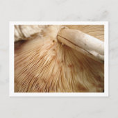 Toad-Stuhl-Postkarte Postkarte (Vorderseite)