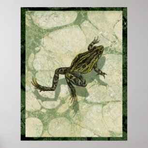 Toad Swinning in the Water Poster
