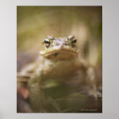 Toad the Day Poster (Vorne)