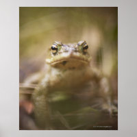 Toad the Day