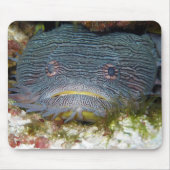 Toadfish, der uns betrachtet mousepad (Vorne)