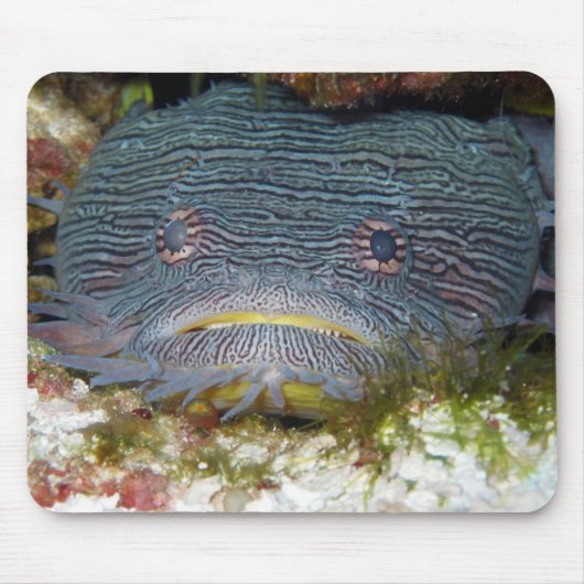 Toadfish, der uns betrachtet mousepad (Vorne)