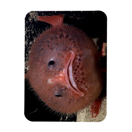 Toadfish Magnet (Vertikal)