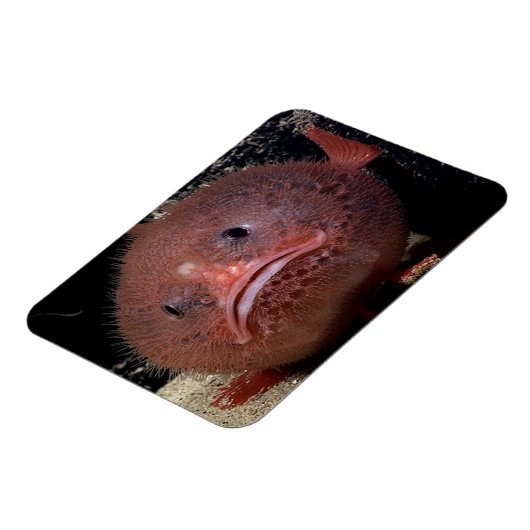 Toadfish Magnet (Linke Seite)