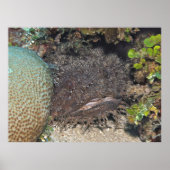 Toadfish mit Garnelen auf dem Gesicht Poster (Vorne)