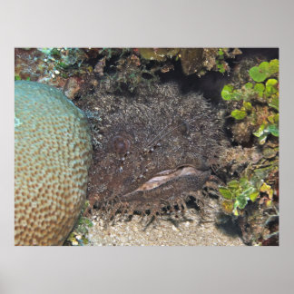 Toadfish mit Garnelen auf dem Gesicht Poster