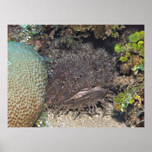 Toadfish mit Garnelen auf dem Gesicht Poster (Vorne)