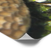 Toadfish Peeking Poster (Ecke)