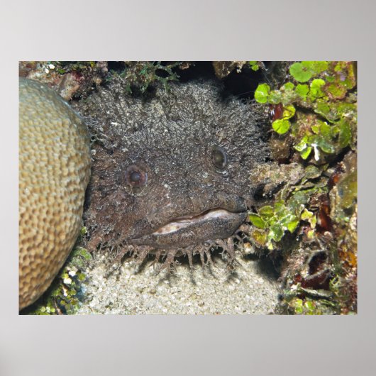 Toadfish Peeking Poster (Vorne)