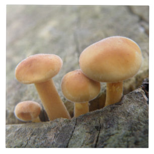Toadstocker auf einem Baumstamm Fliese