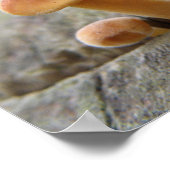 Toadstocker auf einem Baumstamm-Poster Poster (Ecke)