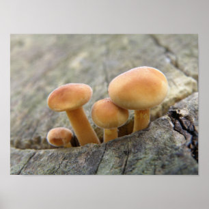 Toadstocker auf einem Baumstamm-Poster Poster