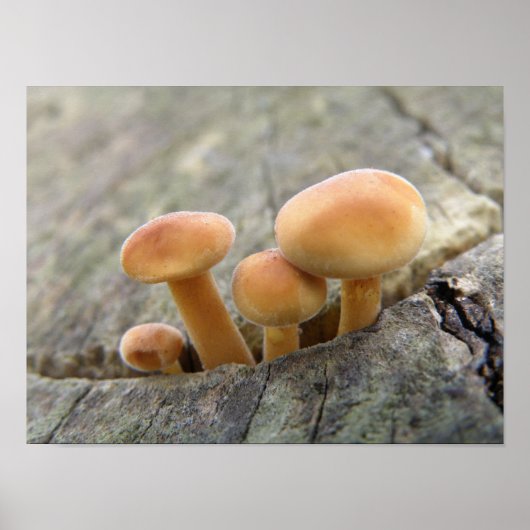 Toadstocker auf einem Baumstamm-Poster Poster (Vorne)