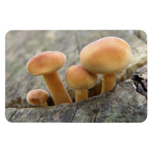 Toadstocker auf einem Tree Trunk Flexi Magnet