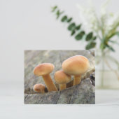 Toadstocker auf einer Tree-Trunk-Postkarte Postkarte (Stehend Vorderseite)