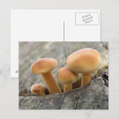 Toadstocker auf einer Tree-Trunk-Postkarte Postkarte (Vorne/Hinten)