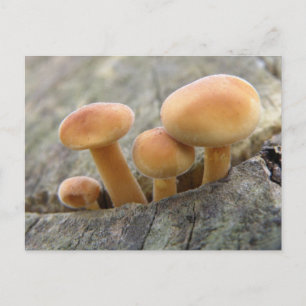 Toadstocker auf einer Tree-Trunk-Postkarte Postkarte