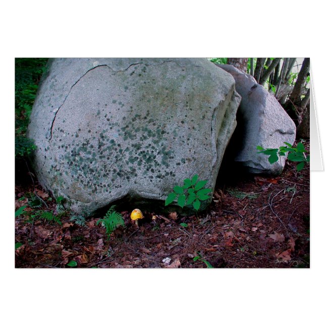 Toadstool Mimics Boulder (Vorderseite (Horizontal))