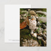 Toadstool, Moos und Steine Dankeskarte (Vorne/Hinten)