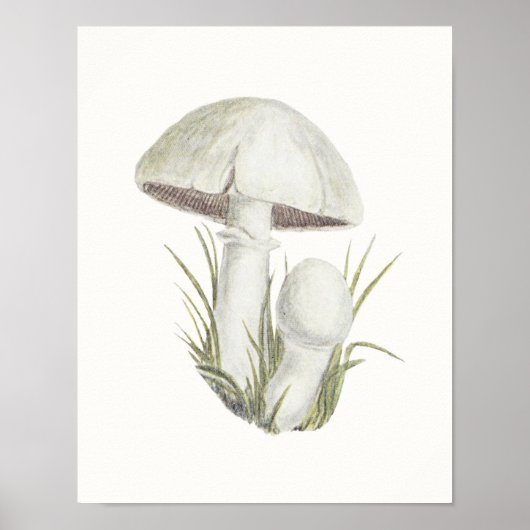 Toadstool Mushroom Fungi Fungus Poster (Vorne)