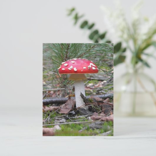 Toadstool Mushroom Postkarte (Stehend Vorderseite)