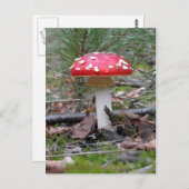 Toadstool Mushroom Postkarte (Vorne/Hinten)