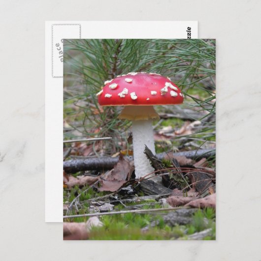 Toadstool Mushroom Postkarte (Vorne/Hinten)