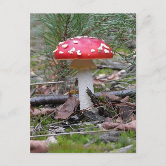 Toadstool Mushroom Postkarte (Vorderseite)