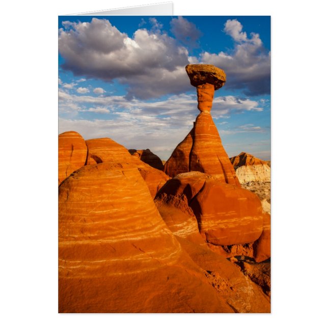 Toadstool Nachmittag (Vorne)