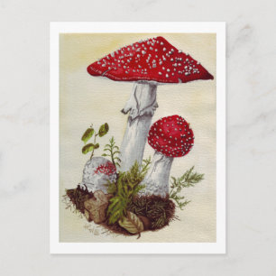 Toadstool Postkarte