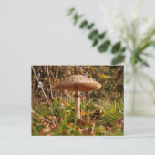 Toadstool Postkarte (Stehend Vorderseite)