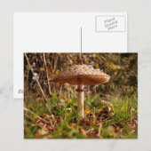 Toadstool Postkarte (Vorne/Hinten)