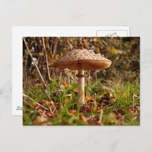 Toadstool Postkarte (Vorne/Hinten)