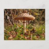 Toadstool Postkarte (Vorderseite)