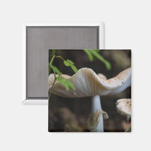 Toadstool Umbrella Magnet (Vorderseite/Rückseite)