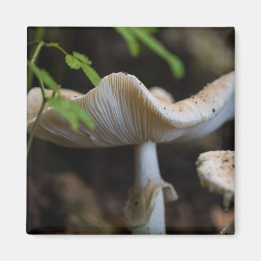 Toadstool Umbrella Magnet (Vorne)