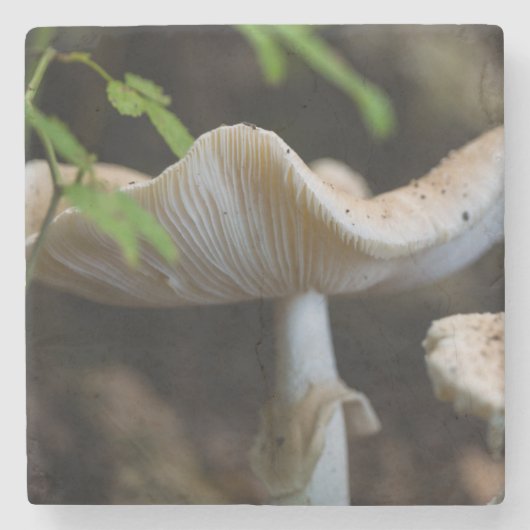 Toadstool Umbrella Steinuntersetzer (Vorderseite)