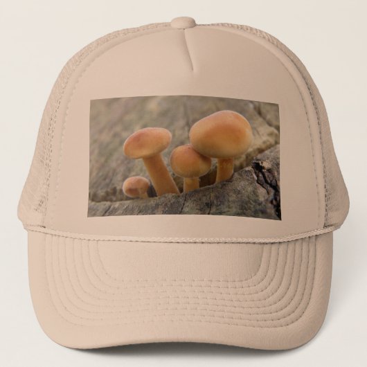Toadstools auf einem Baumstamm Truckerkappe (Vorderseite)