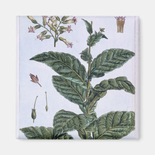 Tobacco Plant, Plattform 7, from 'Precieuse Collec Magnet
