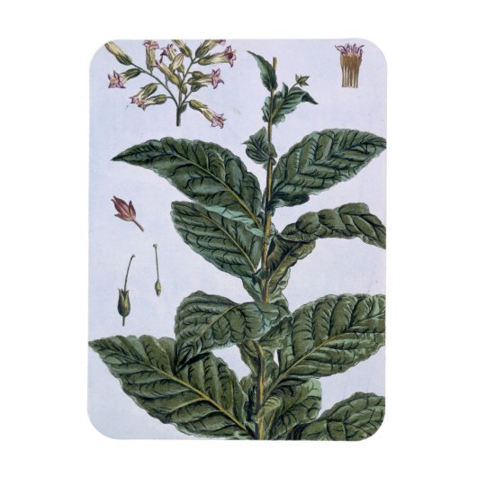 Tobacco Plant, Plattform 7, from 'Precieuse Collec Magnet (Vertikal)