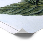 Tobacco Plant, Plattform 7, from 'Precieuse Collec Poster (Ecke)