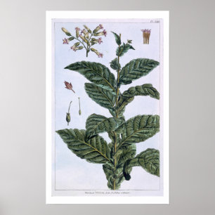 Tobacco Plant, Plattform 7, from 'Precieuse Collec Poster