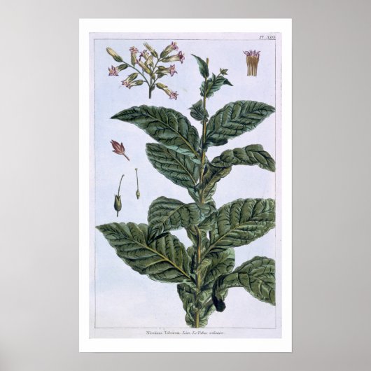 Tobacco Plant, Plattform 7, from 'Precieuse Collec Poster (Vorne)