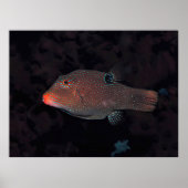 Toby Puffer Poster (Vorne)