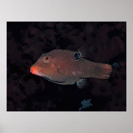 Toby Puffer Poster (Vorne)