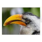 Tockus leucomelas (Vorderseite (Horizontal))