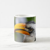 Tockus leucomelas kaffeetasse (Mittel)