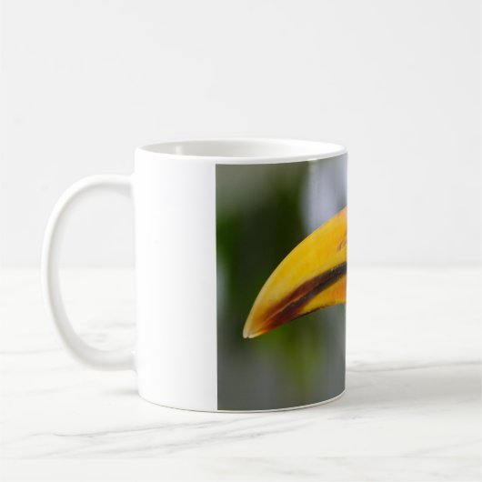 Tockus leucomelas kaffeetasse (Links)